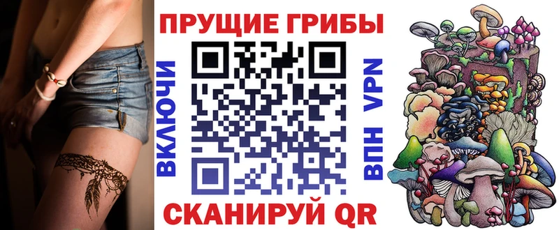 закладки Пионерский Псилоцибиновые грибы Psilocybe